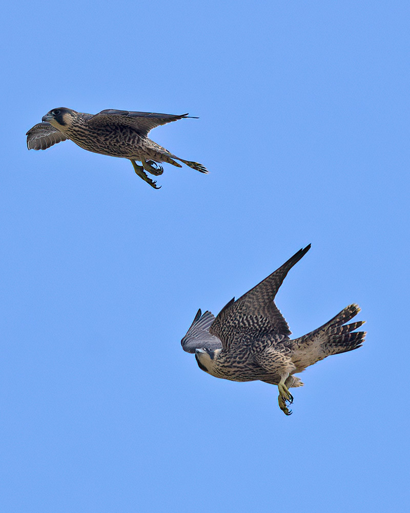 Peregrines